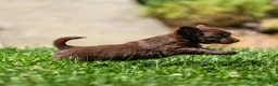 Chihuahua dogs for sale: Jolene Chihuahua Puppy  - Ad 8