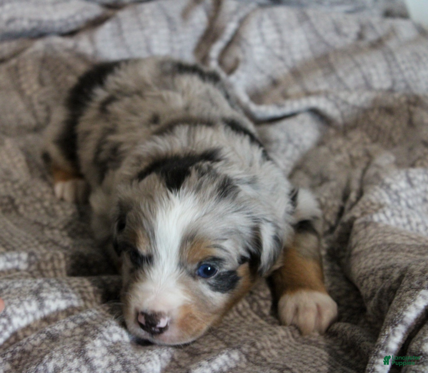 Miniature Australian Shepherd dogs Griffin - Ad 2