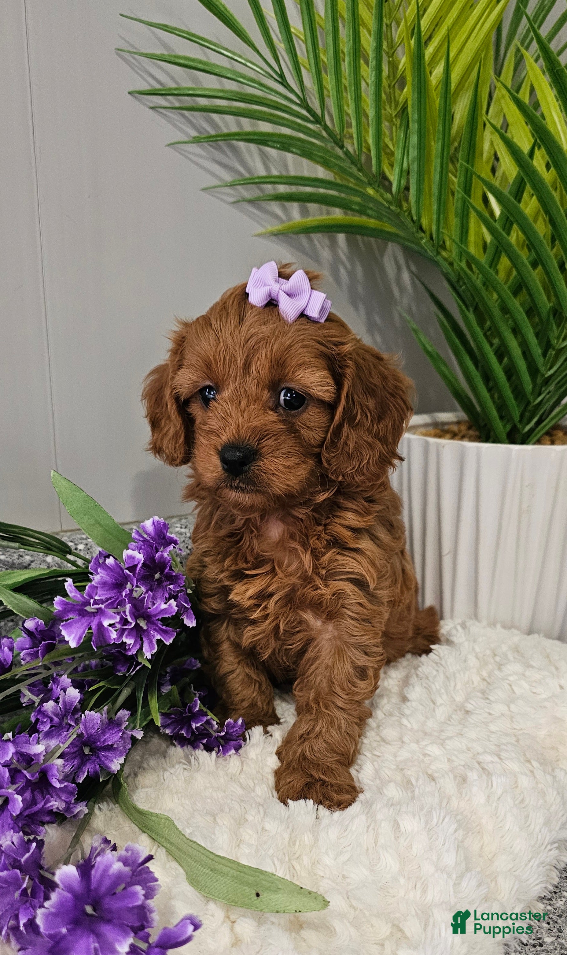 Cavapoo dogs Emma  - Ad 1