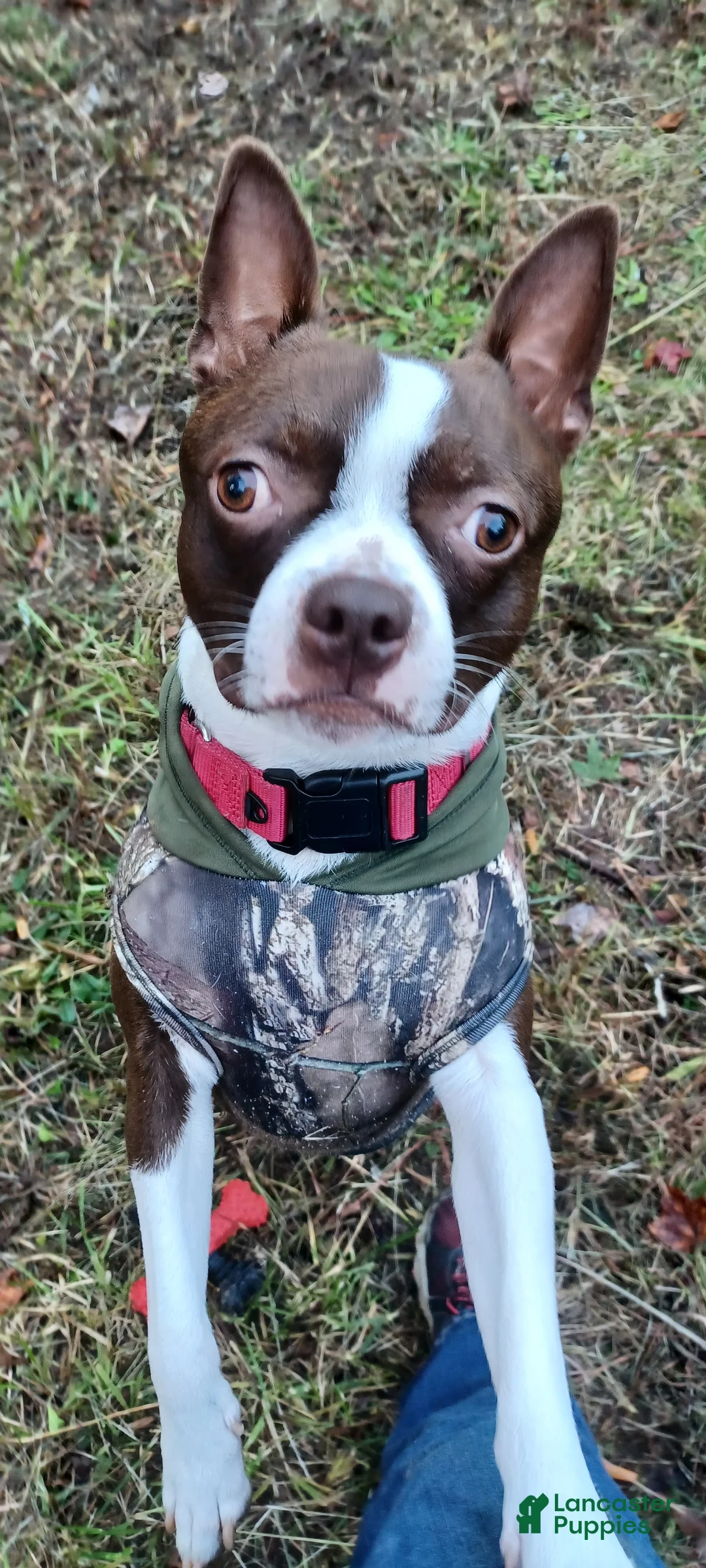 Boston Terrier dogs for stud: Frankie - ACA Boston Terrier Red/White For STUD - Ad 3