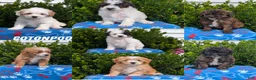 Mixed Breed dogs for sale: Dolly - Ad 10