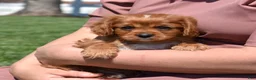 Cavalier King Charles Spaniel dogs for sale: Rookie  - Ad 5