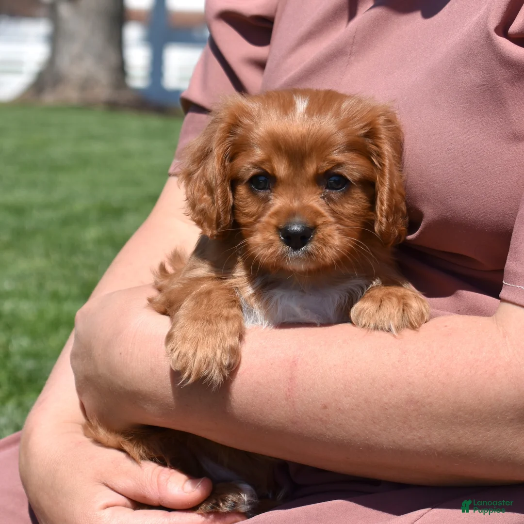 Cavalier King Charles Spaniel dogs for sale: Rookie  - Ad 2