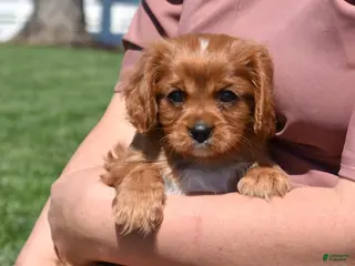 Cavalier King Charles Spaniel dogs for sale: Rookie - Ad 1