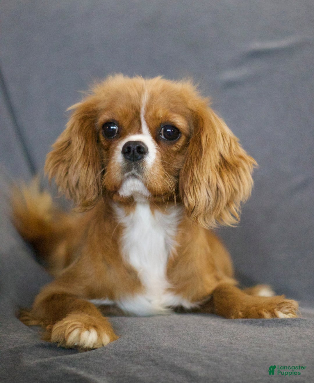 Cavalier King Charles Spaniel dogs for sale: Ivonna - Ad 6
