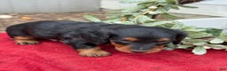 Miniature Dachshund dogs for sale: Eclair - Ad 7