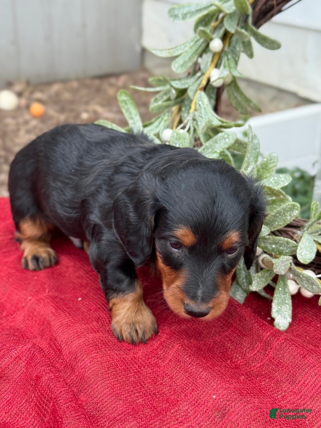 Miniature Dachshund dogs for sale: Eclair - Ad 7