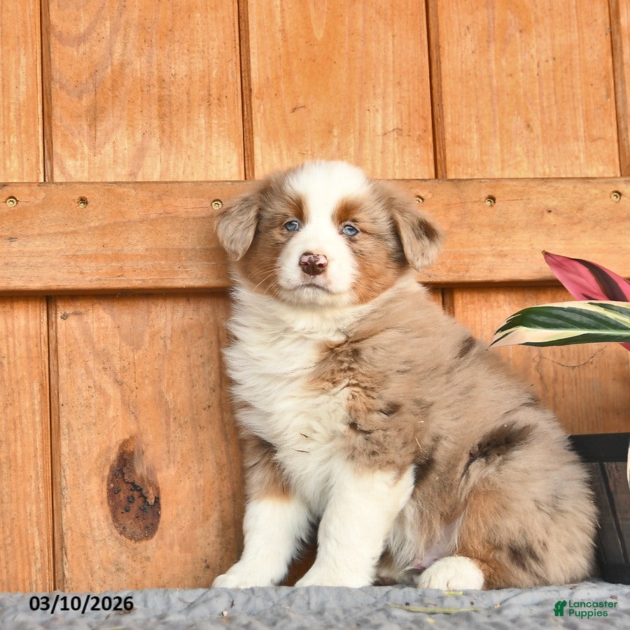 Australian Shepherd dogs Alex  - Ad 2