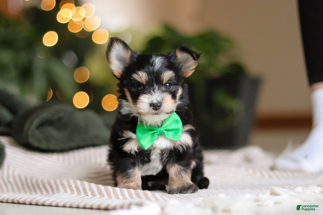 Morkie dogs for sale: Oliver - Ad 7