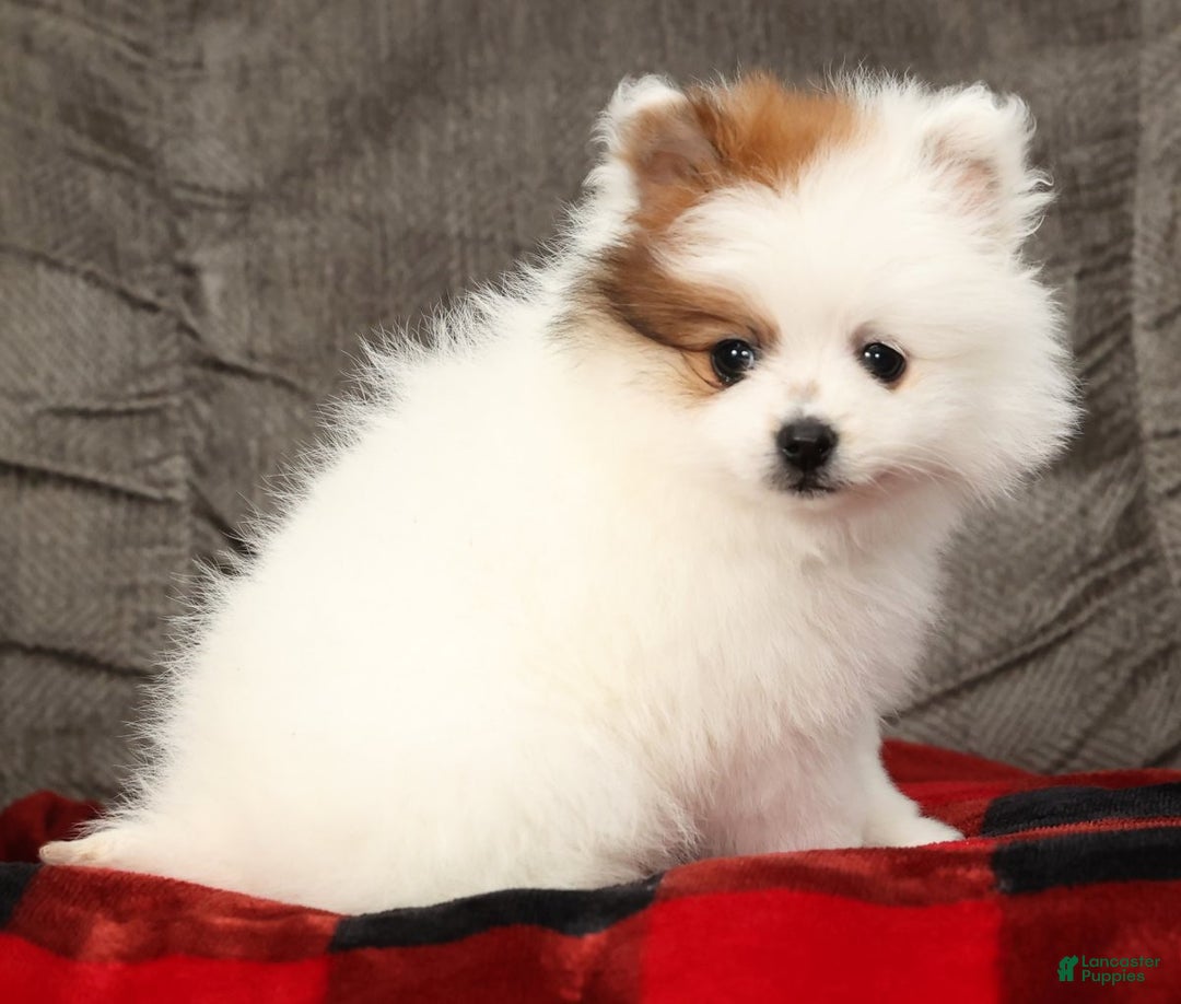 Pomeranian dogs for sale: Buster - Ad 5