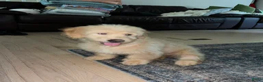 Milo