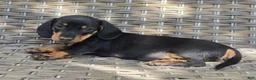 Dachshund dogs for sale: Cooper  - Ad 3