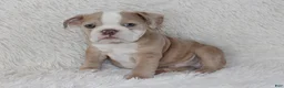 English Bulldog dogs for sale: Kory - Ad 6