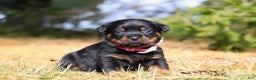Rottweiler dogs for sale: Roxie - Ad 6