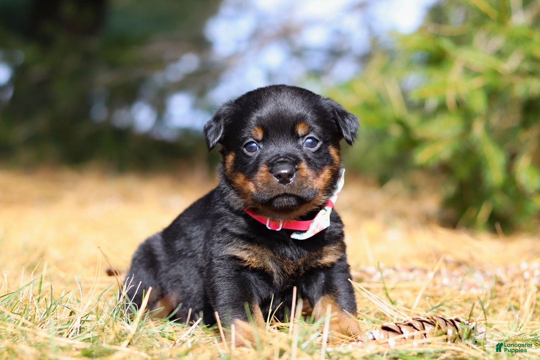 Rottweiler dogs for sale: Roxie - Ad 6