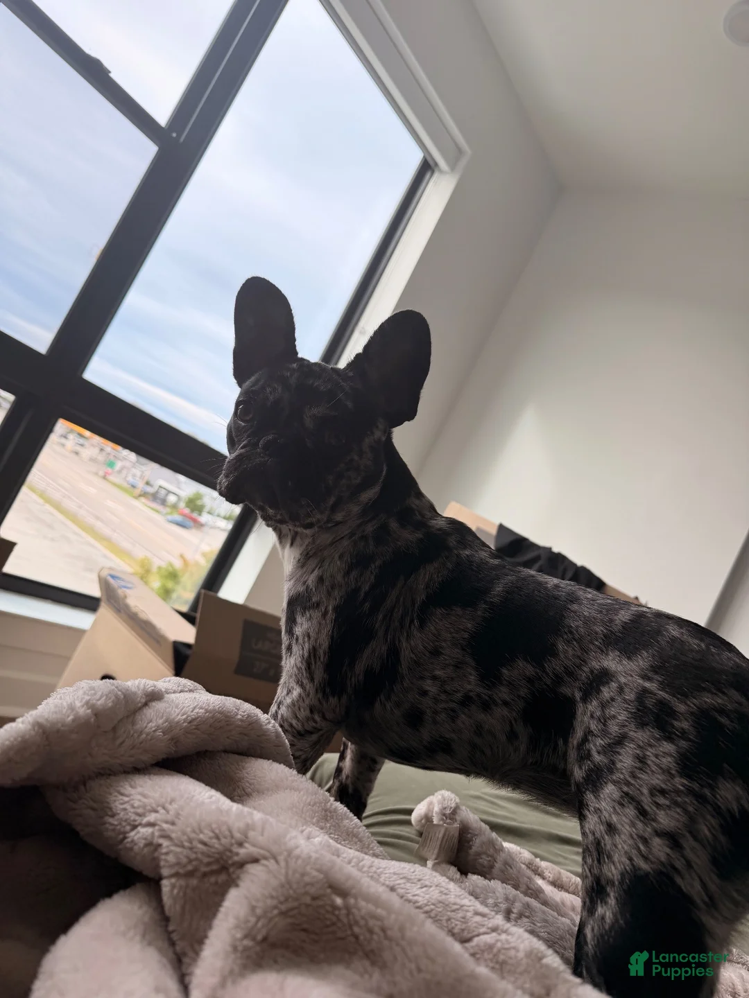 French Bulldog dogs for sale: French Bulldog 1 - Ad 2