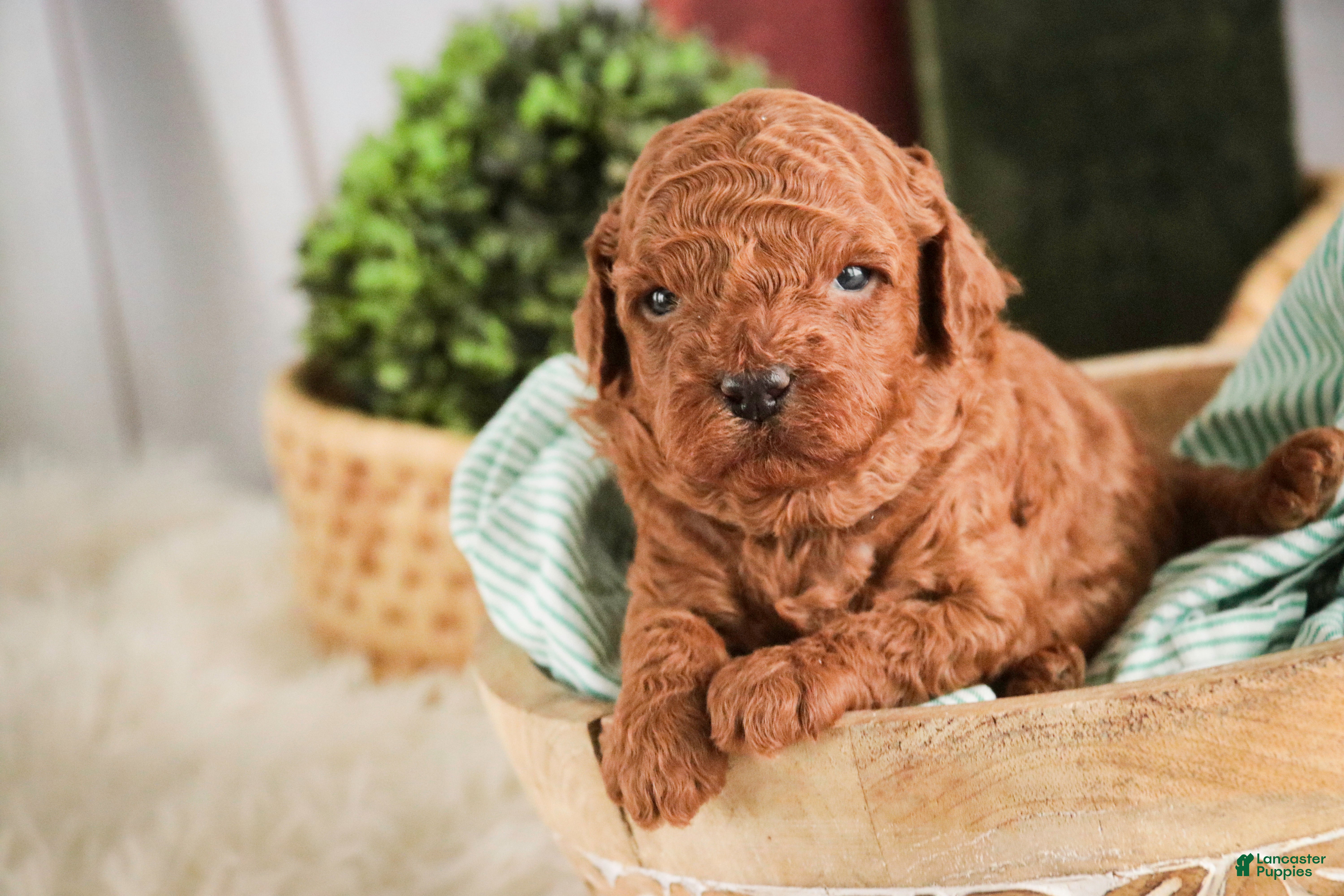 Miniature Poodle dogs Corbin - Ad 2