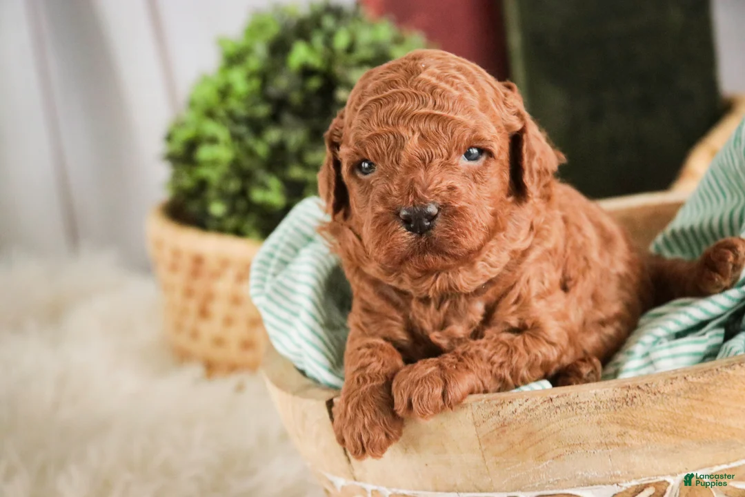 Miniature Poodle dogs for sale: Corbin - Ad 2