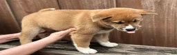 Shiba Inu dogs for sale: Meatball - Ad 8