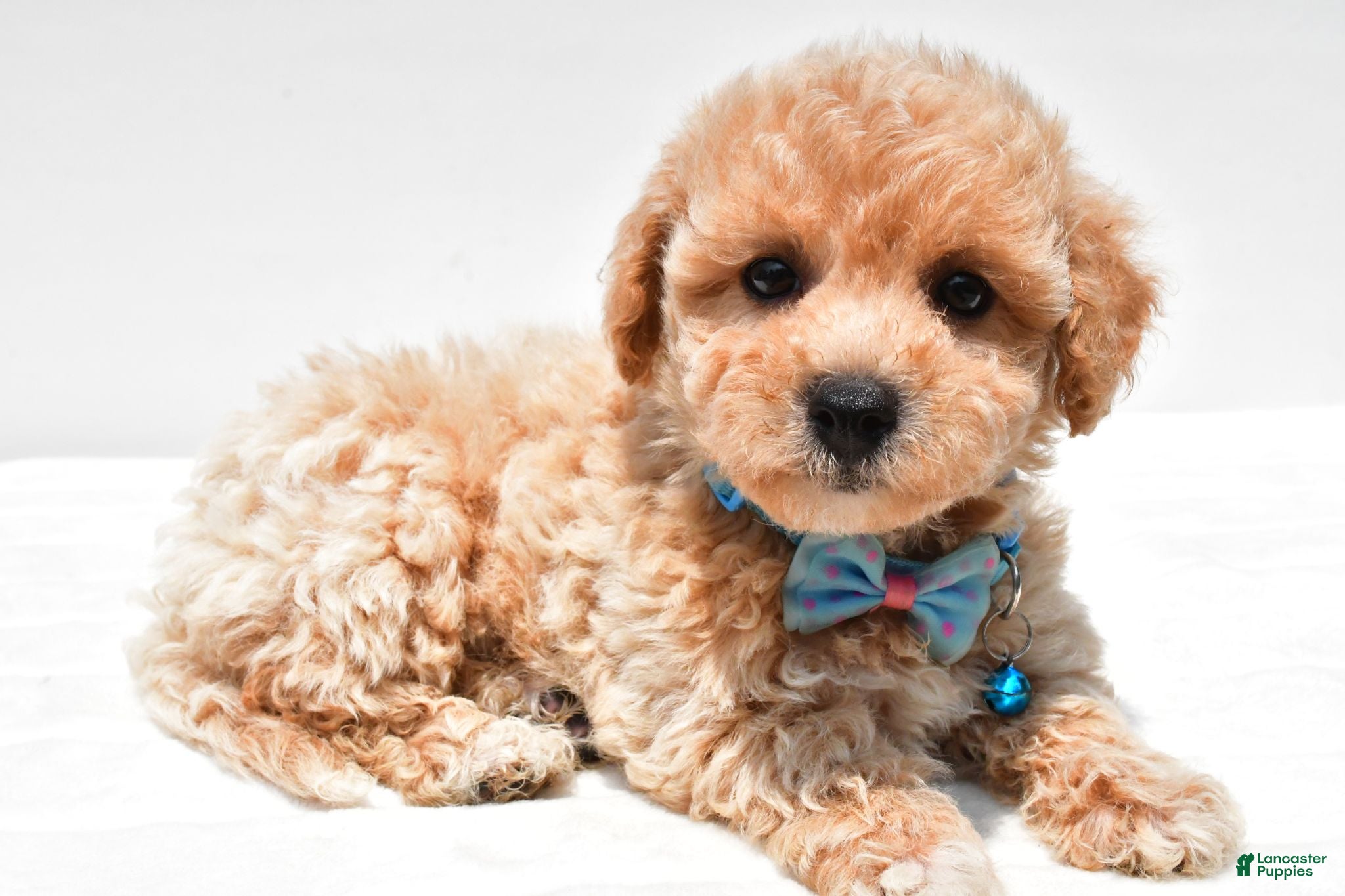 Maltipoo dogs Landon - Ad 2