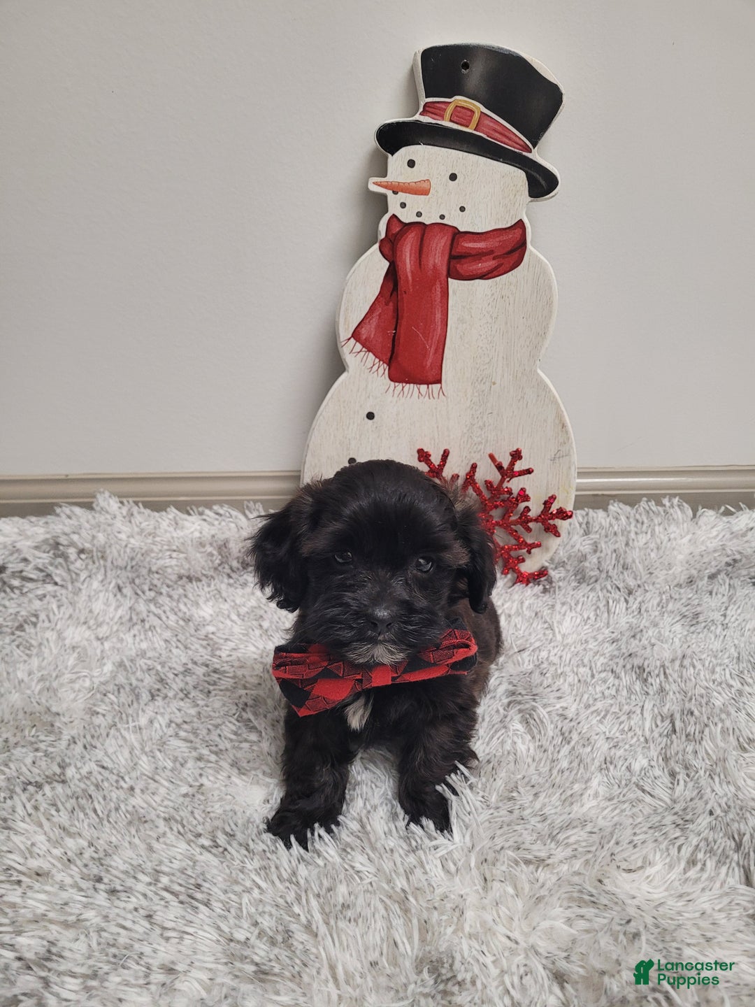 Shihpoo dogs for sale: Shadow - Ad 4