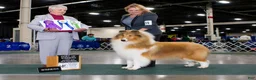 Collie dogs for sale: Collie 1 - Ad 5