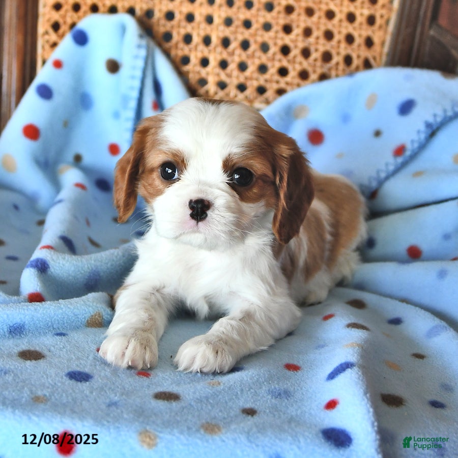 Cavalier King Charles Spaniel dogs Rosie - Ad 3