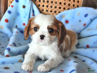 Cavalier King Charles Spaniel dogs Rosie - Ad 13