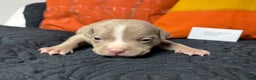 American Bully dogs for sale: Poe - Ad 6