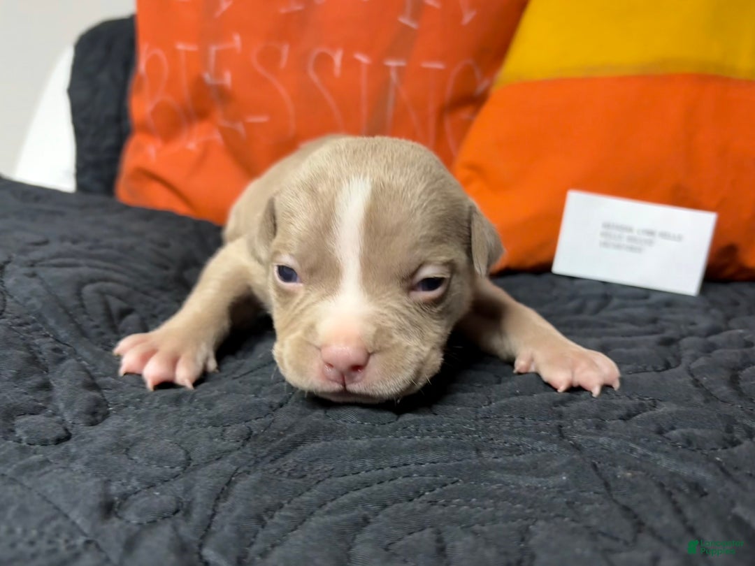 American Bully dogs for sale: Poe - Ad 6