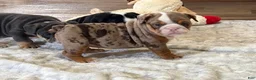 English Bulldog dogs for sale: Perfection - Ad 8