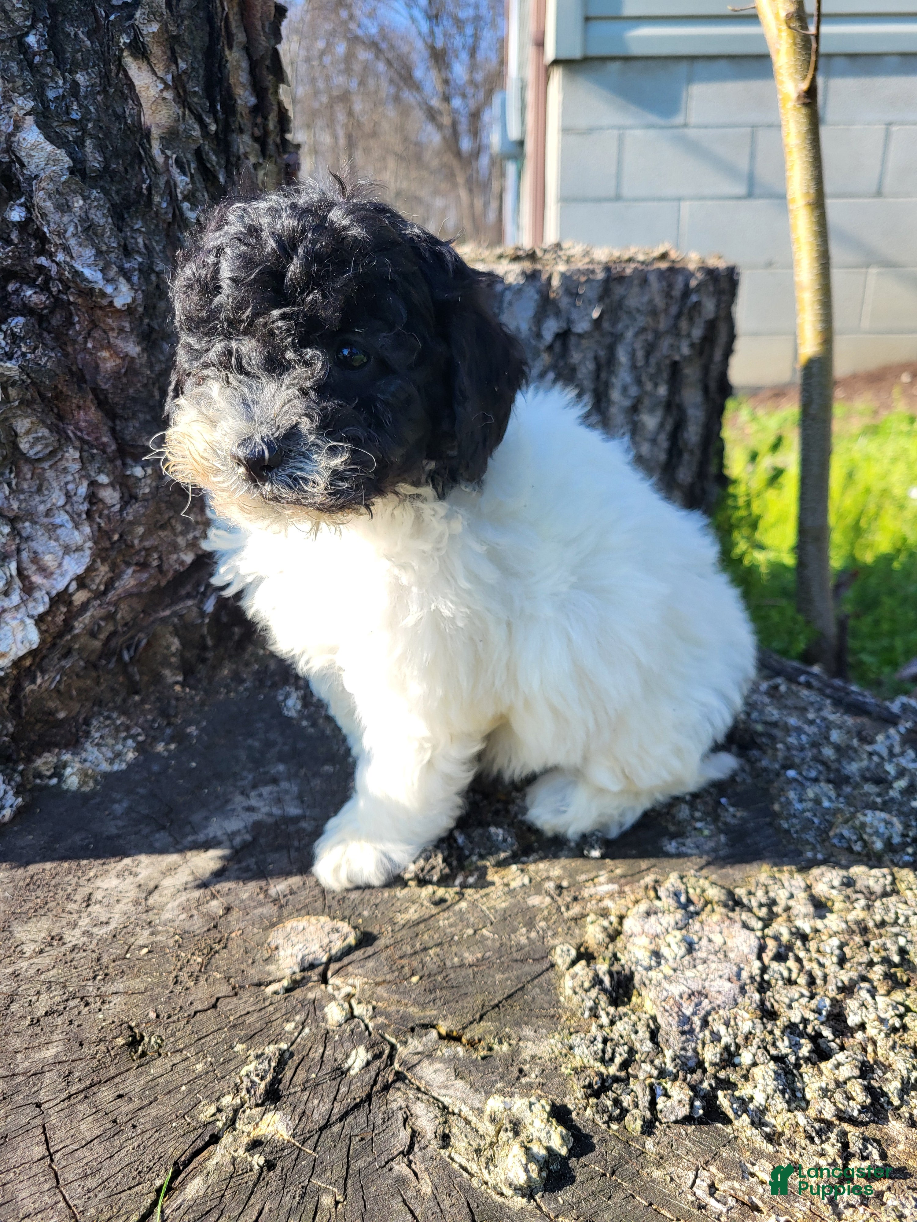 Miniature Poodle dogs Cassie  - Ad 1