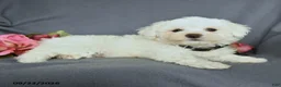 Bichon Frise dogs for sale: Leo - Ad 4