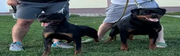 Rottweiler dogs for sale: Rottweiler 6 - Ad 3
