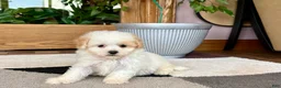 Maltipoo dogs for sale: Gigi - Ad 5