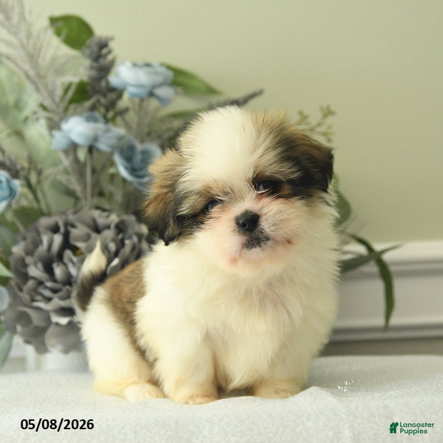 Shih Tzu dogs Hatty - Ad 1