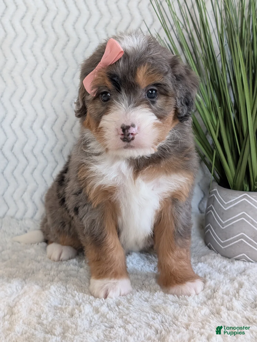 Mini Bernedoodle dogs for sale: Mini Poppy  - Ad 15