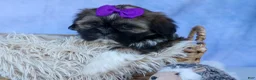 Shih Tzu dogs for sale: SADIE - Ad 14