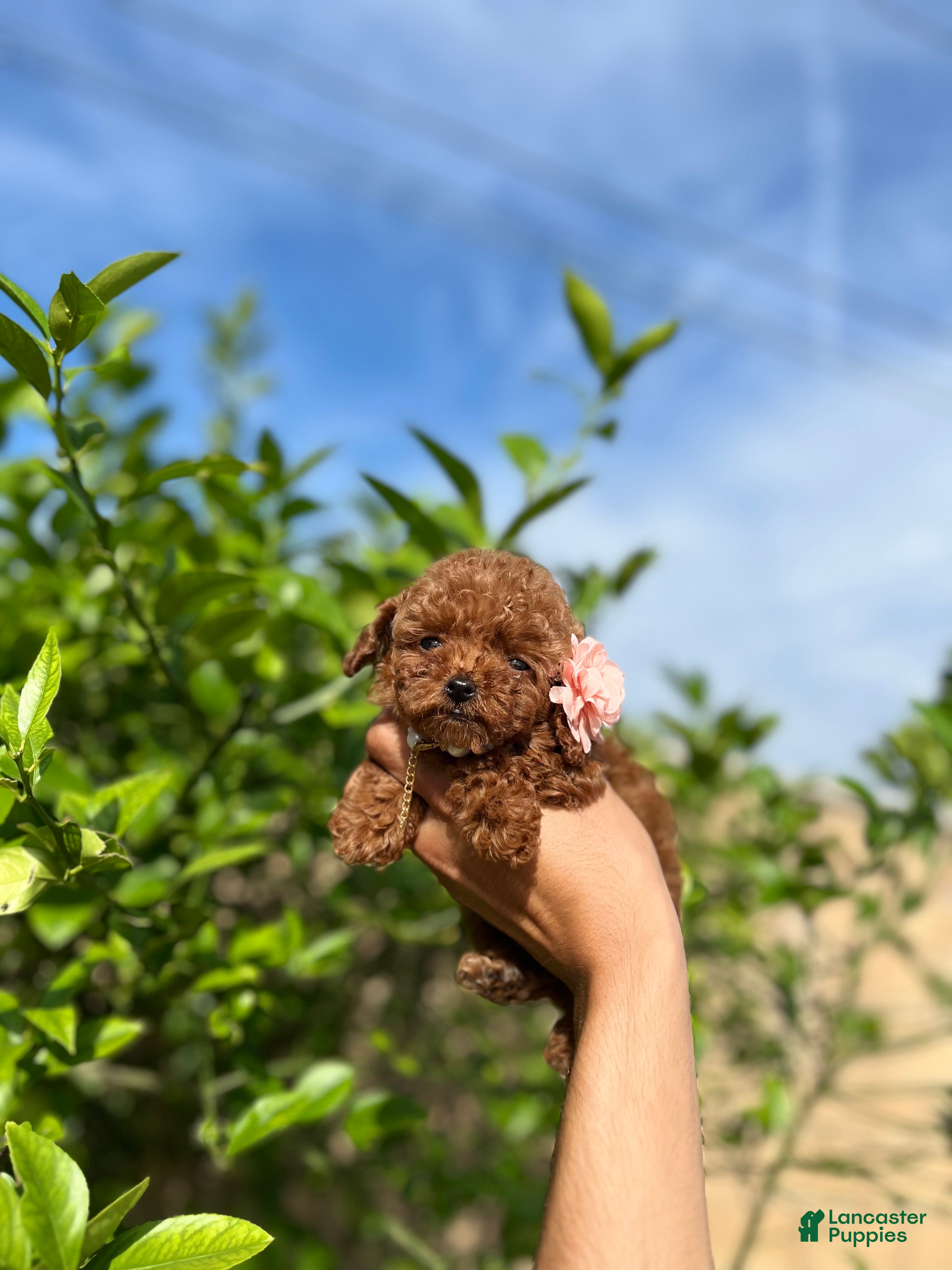 Toy Poodle dogs Toy Poodle Puppy 4 - Ad 6