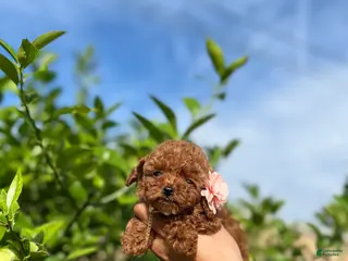 Toy Poodle dogs Toy Poodle Puppy 4 - Ad 7