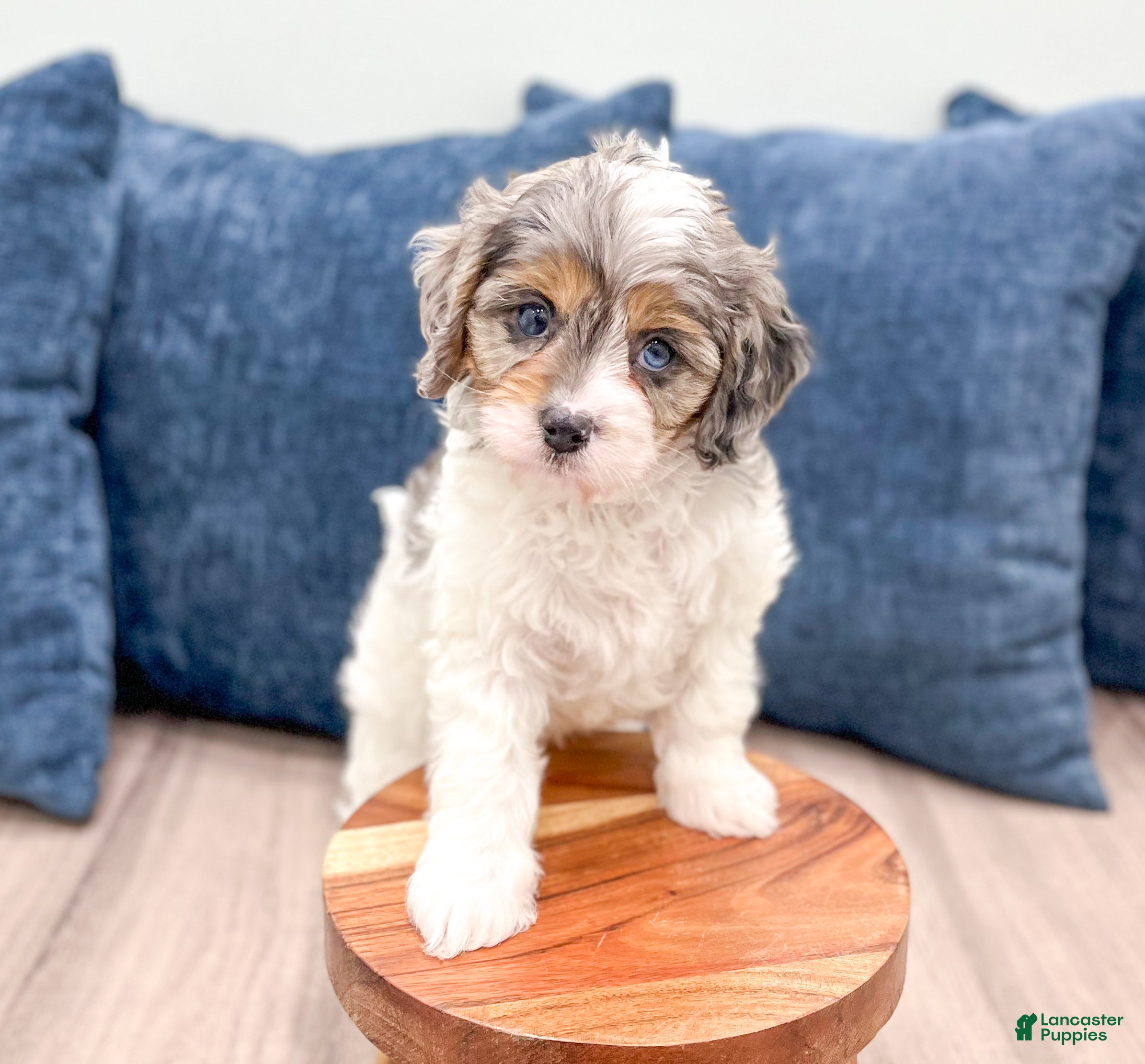 Cavapoo dogs Timmy - Ad 24