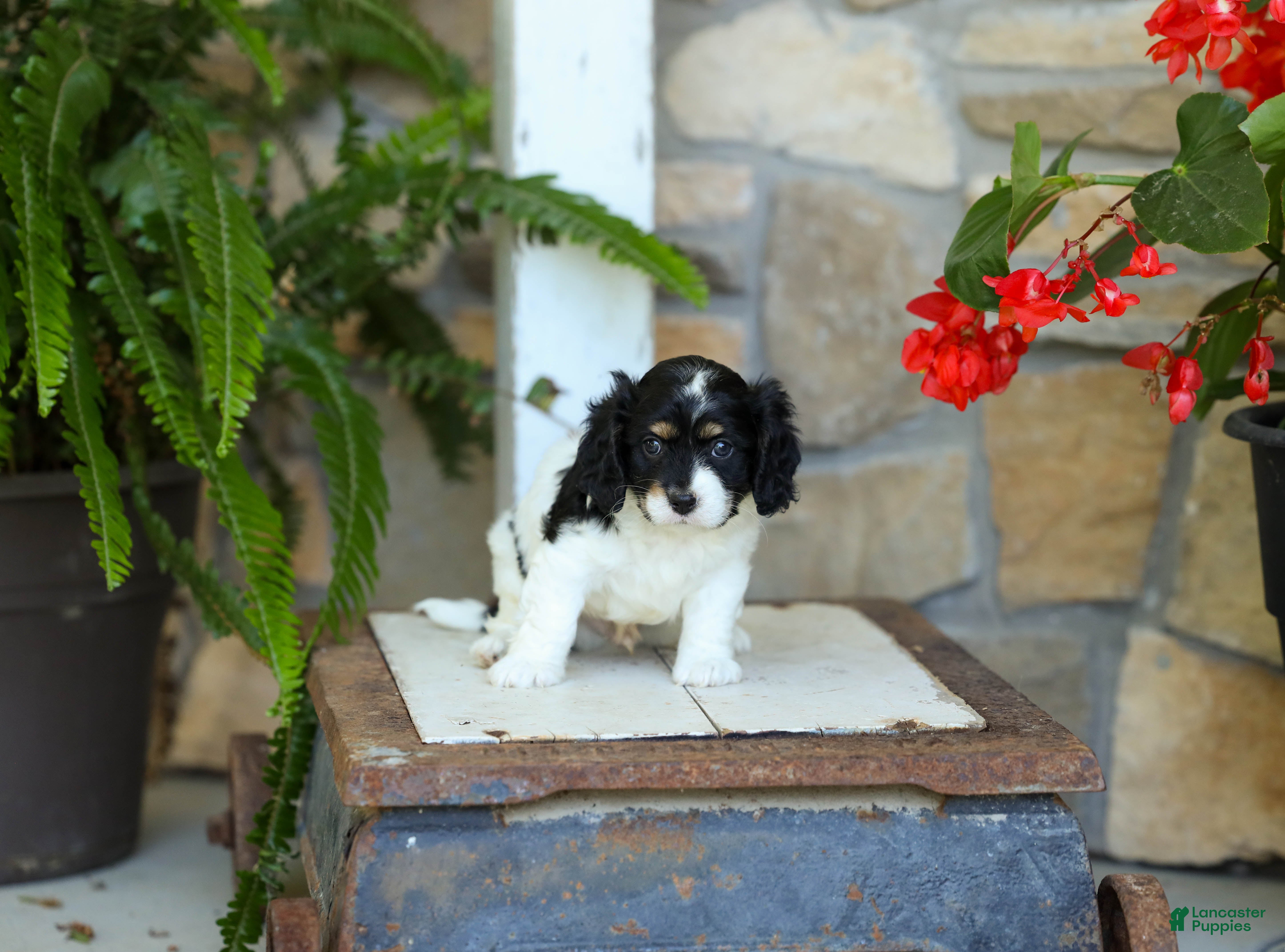 Cavapoo dogs Justin  - Ad 1
