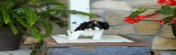 Cavapoo dogs for sale: Justin  - Ad 1