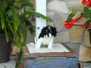 Cavapoo dogs for sale: Justin - Ad 4