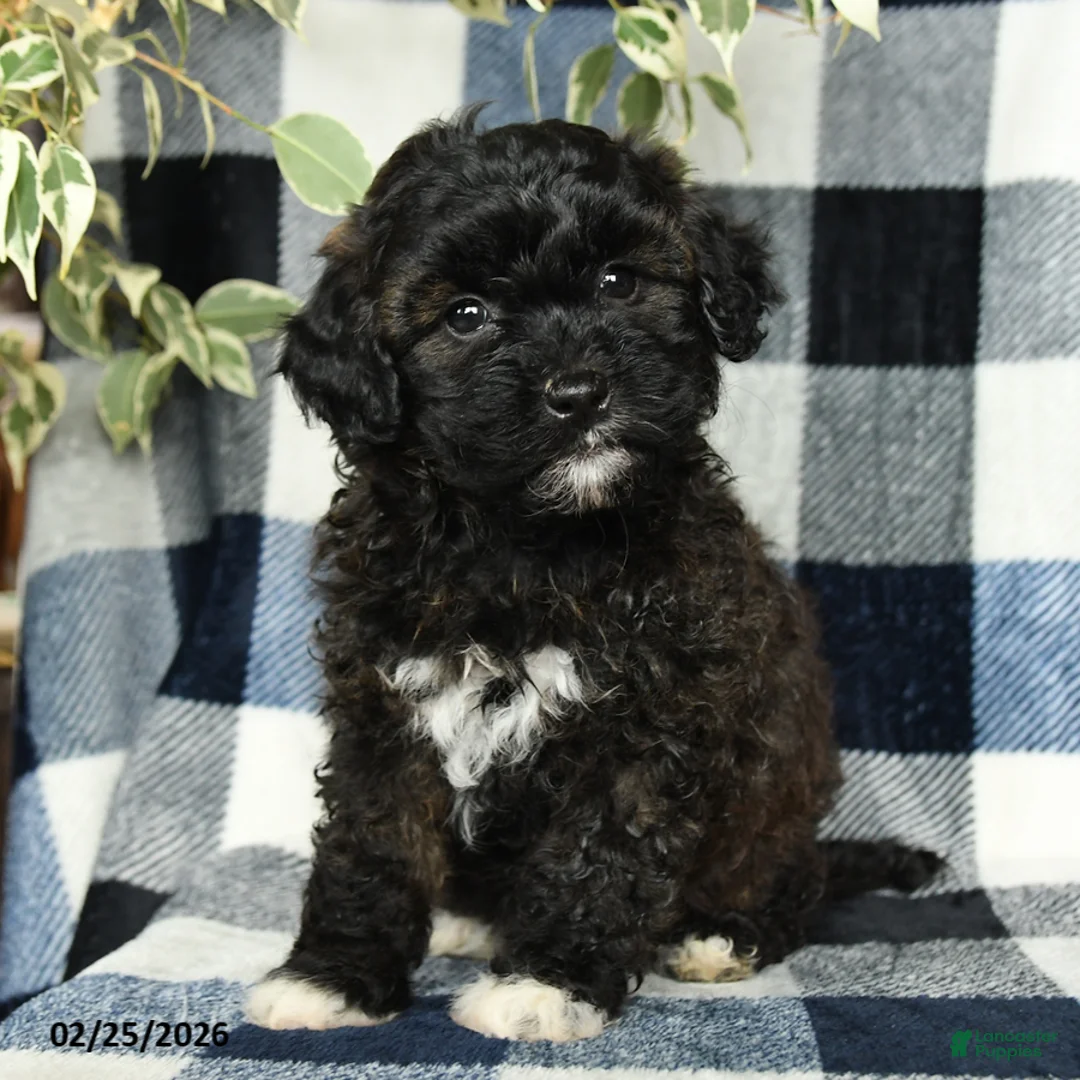 Mixed Breed dogs for sale: Willow - Ad 5