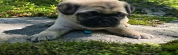 Pug dogs for sale: Jack - Ad 10