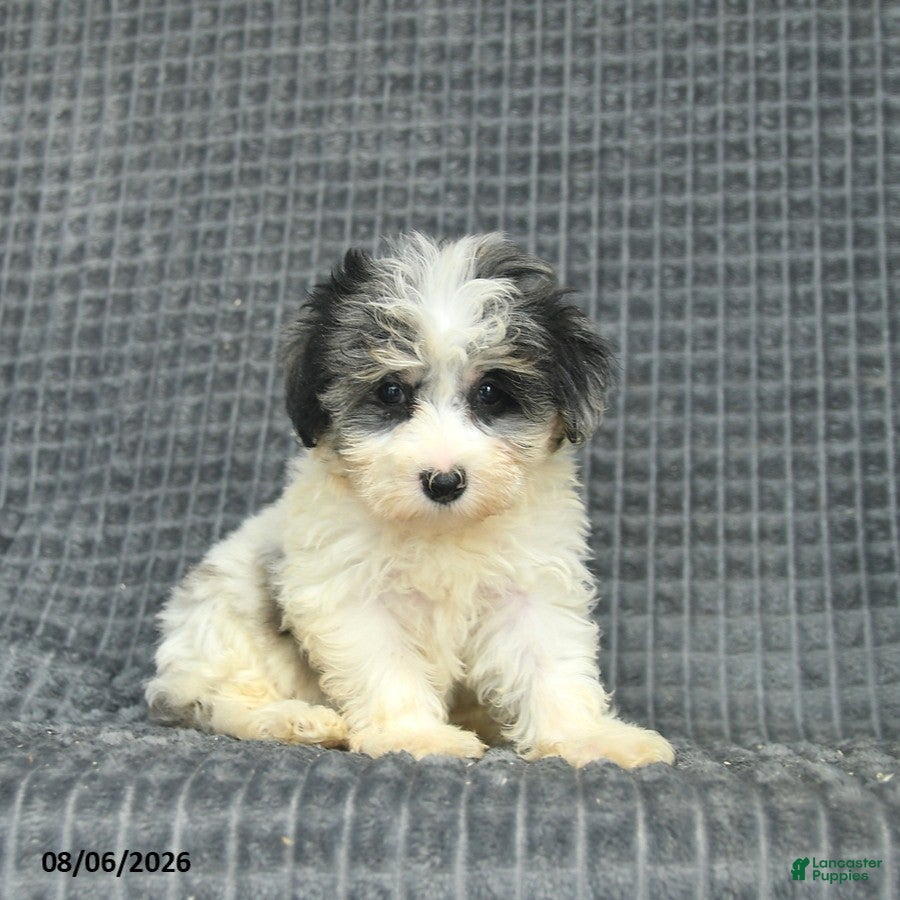 Maltipoo dogs Buttercup  - Ad 2