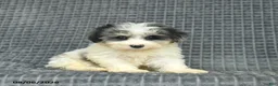 Maltipoo dogs for sale: Buttercup  - Ad 2