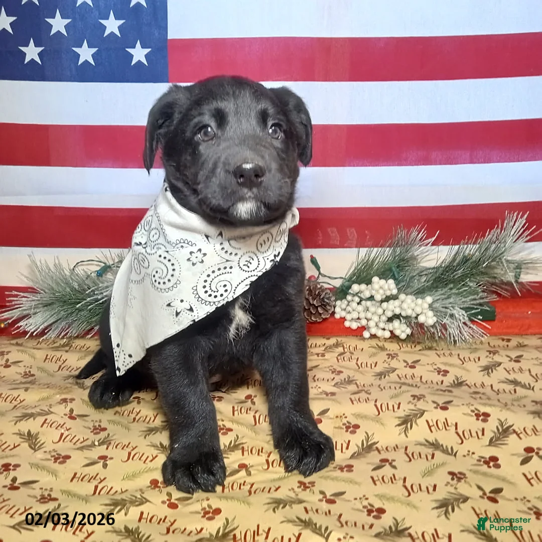 Mixed Breed dogs for sale: Jimbo - Ad 1