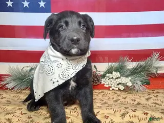 Mixed Breed dogs Jimbo - Ad 4